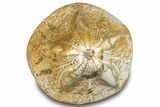 Polished Fossil Sea Biscuit (Clypeaster) - Morocco #288927-2